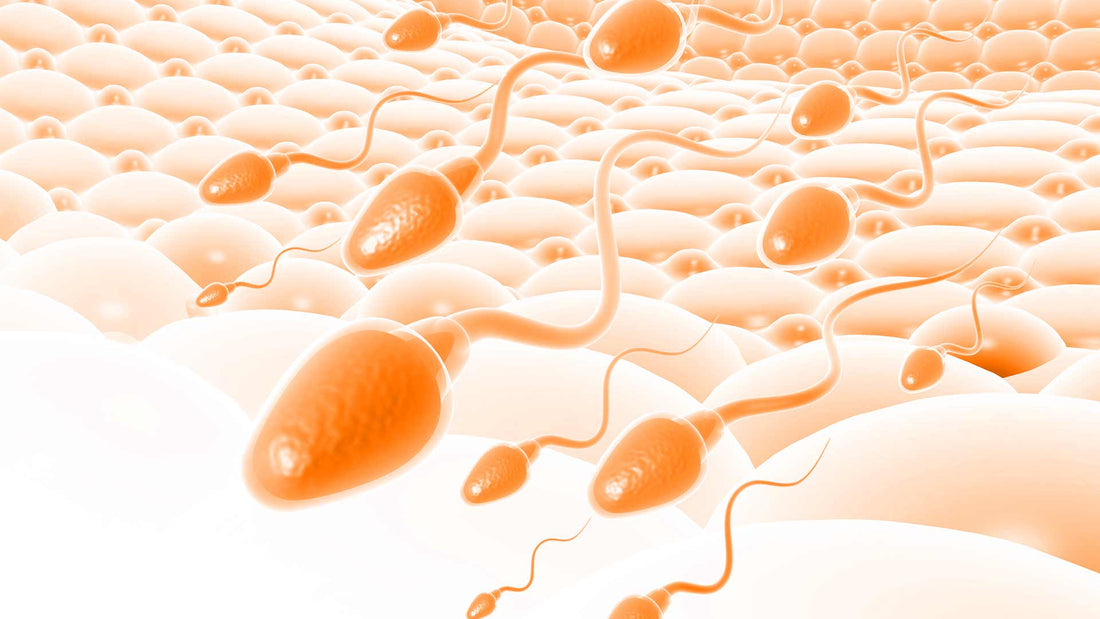 How do Sperm Swim