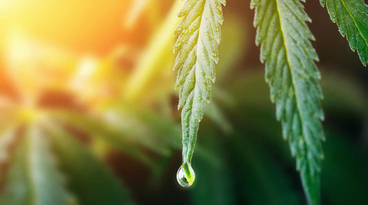 Will Cannabis Use Affect My Sperm?