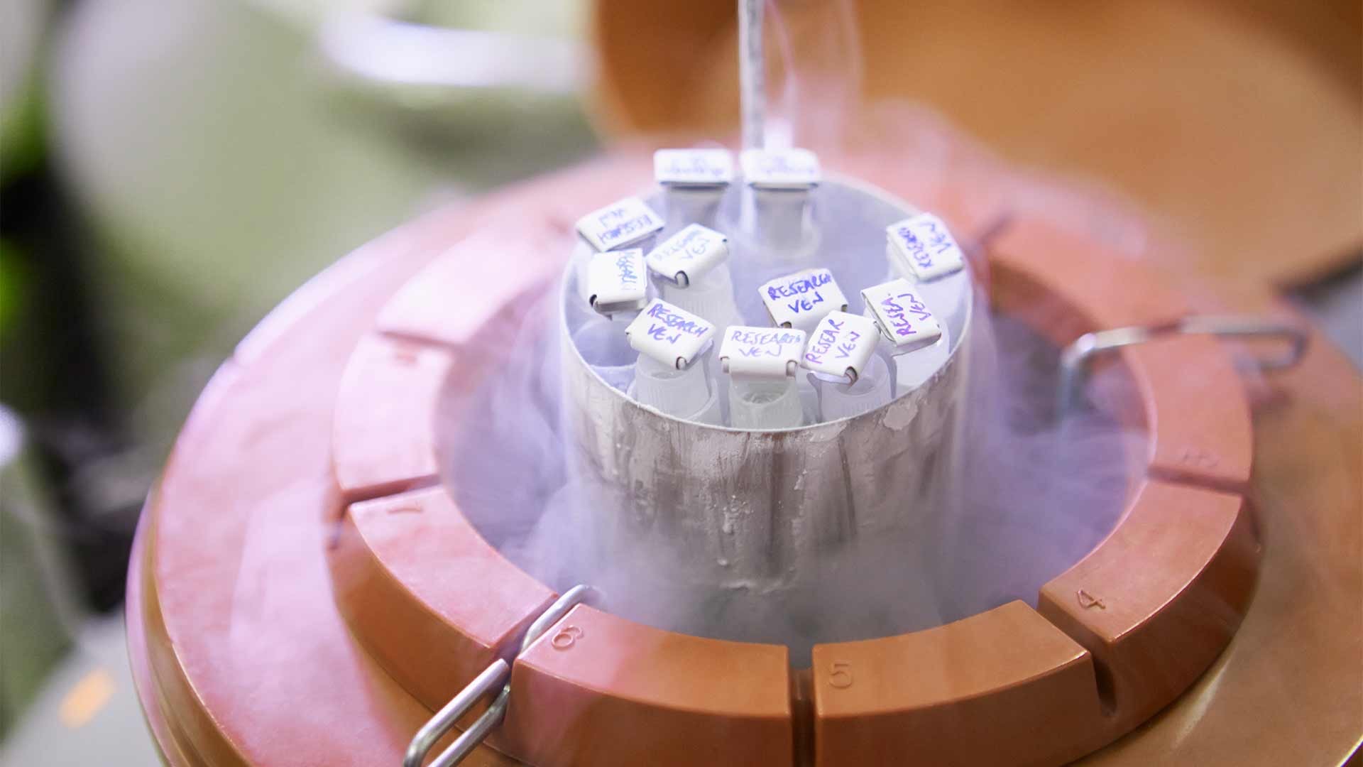 Put it On Ice – Everything You Need to Know About Cryopreservation